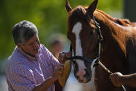 Kentucky Derby winner Mage is bathed after a workout ahead of the 148th running of the Preakness Stakes horse race at Pimlico Race Course, Thursday, May 18, 2023, in Baltimore. (AP Photo/Julio Cortez)