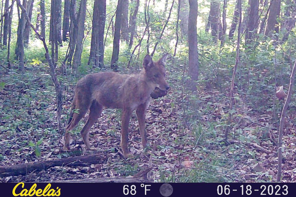 Coyotes are opportunistic omnivores.