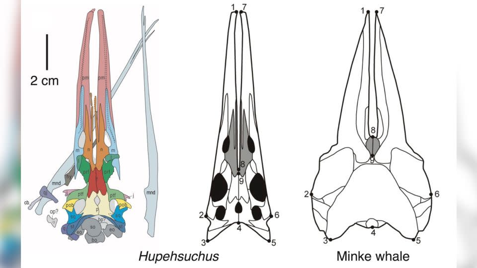 Skulls of Hupehsuchus and a minke whale skull had similar long snouts with narrow, loose bones, indicating the attachment of an expandable throat pouch. - Fang et al/Courtesy University of Bristol