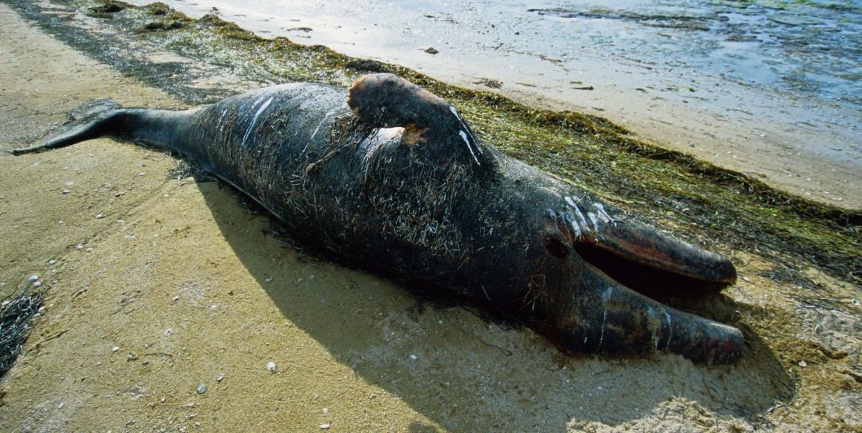 grey whale,eschrichtius robustus, newborn on beach, scammon lagoon