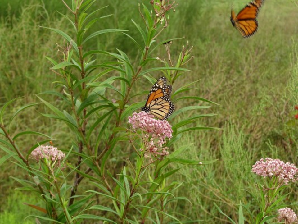 A monarch butterfly nectaring on swamp milkweed, a native Florida species with pink flowers.