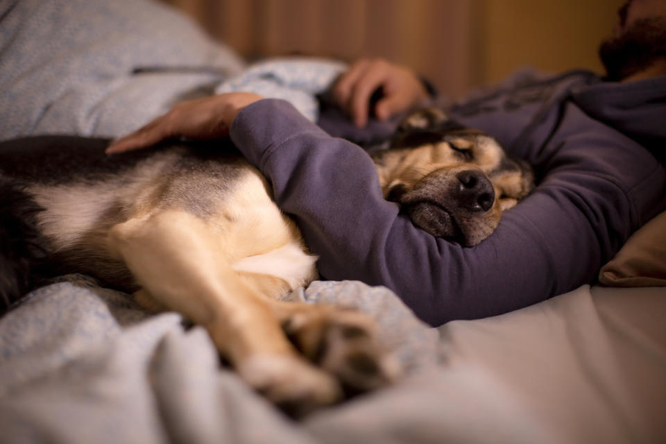 A person, whose face is not visible, lies in bed with their arm wrapped around a content-looking dog