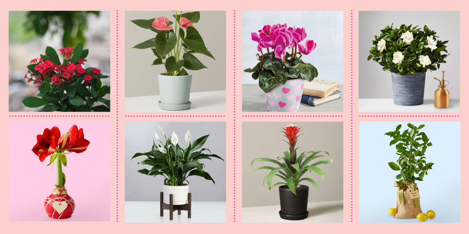 Here's Why the Amaryllis Makes the Perfect Houseplant for Beginners