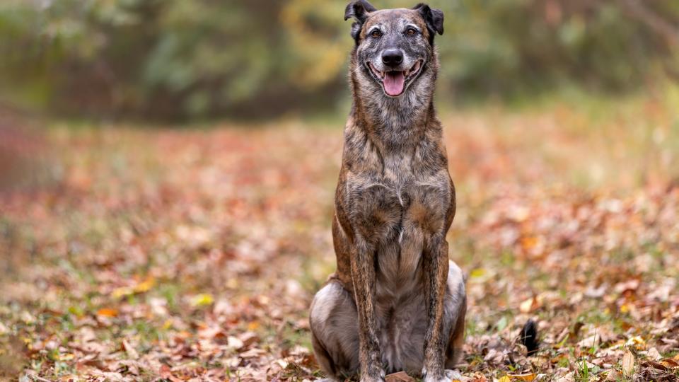 Dutch shepherd dog