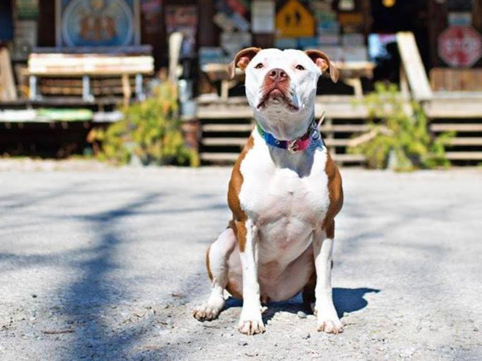 Hund wird in Kentucky zum Bürgermeister gewählt