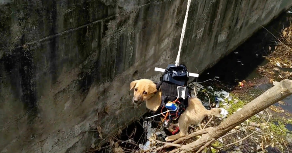 Raj modificó un dron colocándole un brazo mecánico que agarraría al perrito. Foto: YouTube