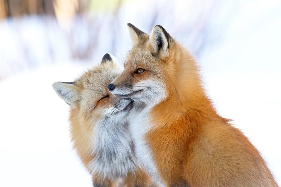 Wildlife Photographer of the Year People’s Choice Award Shortlist - Fox affection by Brittany Crossman, Canada