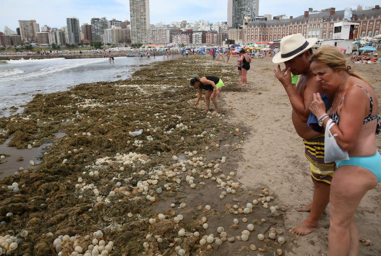 Si permanecen en la arena, pueden generar olores derivados de su proceso natural de descomposición