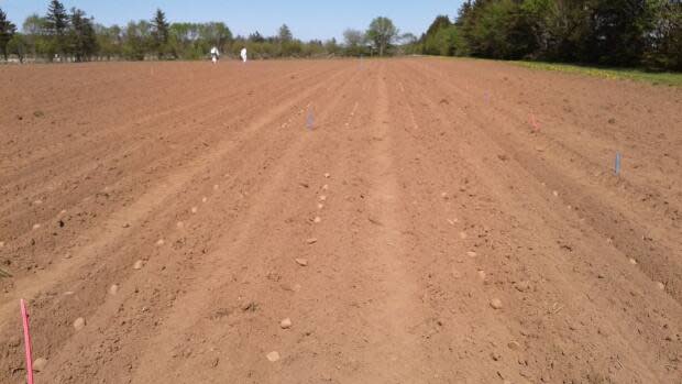 During Noronha's research, they planted the potatoes by hand in each furrow, then sprayed the insecticide into the furrow and covered it up.  