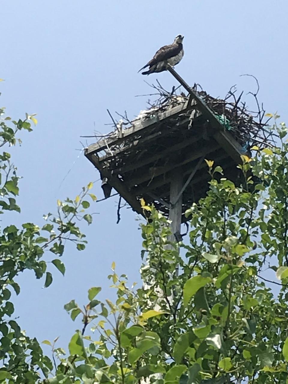 An osprey perches near its nest on a platform at the edge of Town Pond in Portsmouth.