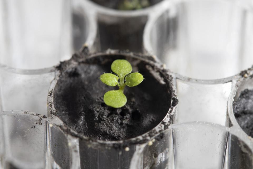 Scientists have grown plants in soil from the moon for the first time in history. / Credit: NASA Space Science via Twitter