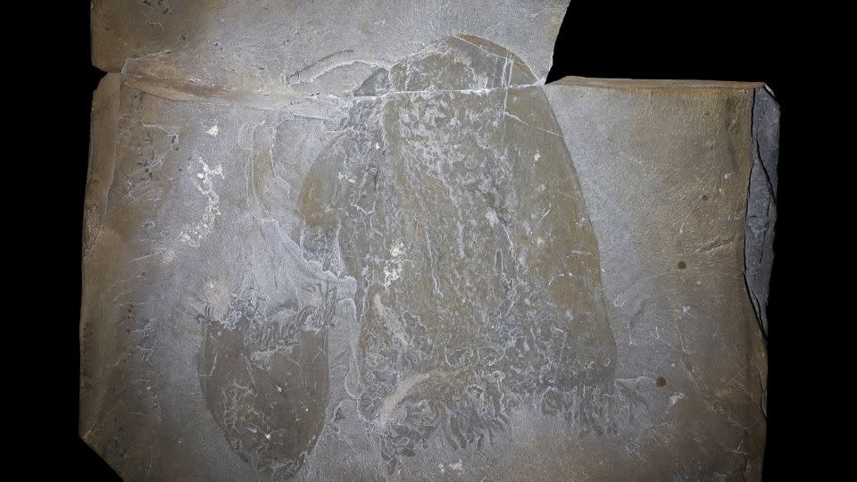 A rock slab shows one large (right) and one small (left) bell-shaped jellyfish with tentacles. The smaller animal is rotated 180 degrees. - Jean-Bernard Caron/Royal Ontario Museum