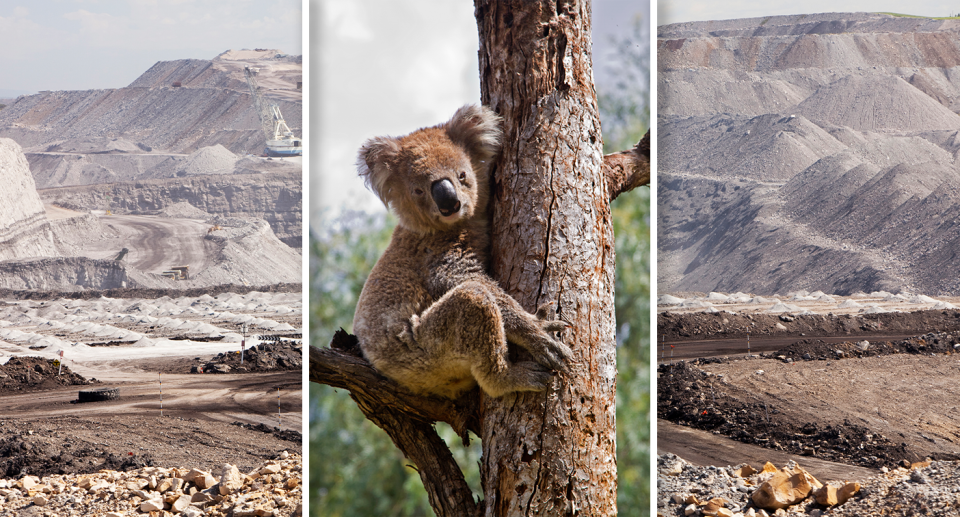 Climate change is contributing to a perfect storm of events which are killing off koalas in NSW. Source: Getty