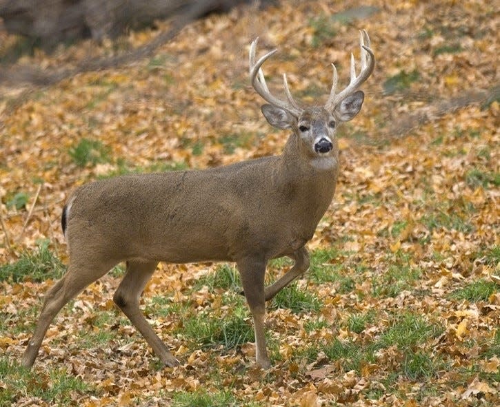 The size of a buck’s territory depends on two things: the size of his ego and the deer’s age.