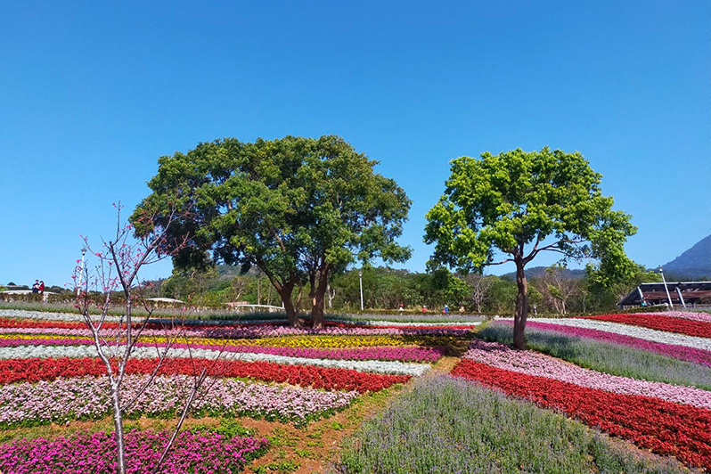 北投三層崎公園花海美景