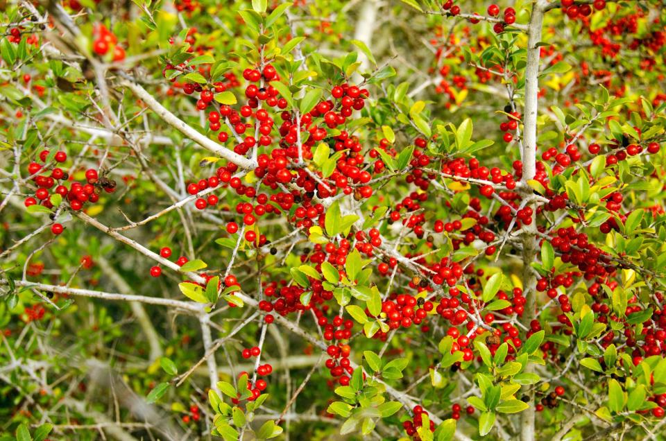 Yaupon Holly