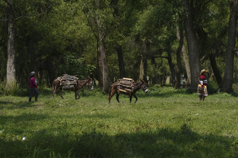 Mujeres indígenas camina junto a sus burros cargados con leña para cocinar en Plan de Ayala, un pueblo tojolabal en la localidad de Las Margaritas del estado de Chiapas, México, el miércoles 1 de mayo de 2024. Dos mujeres están en la papeleta para las elecciones presidenciales mientras en algunas áreas indígenas, las mujeres no tienen voz en sus propias comunidades. No obstante, con ayuda de las nuevas generaciones, algunas mujeres indígenas están empujando el cambio. (AP Foto/Marco Ugarte)