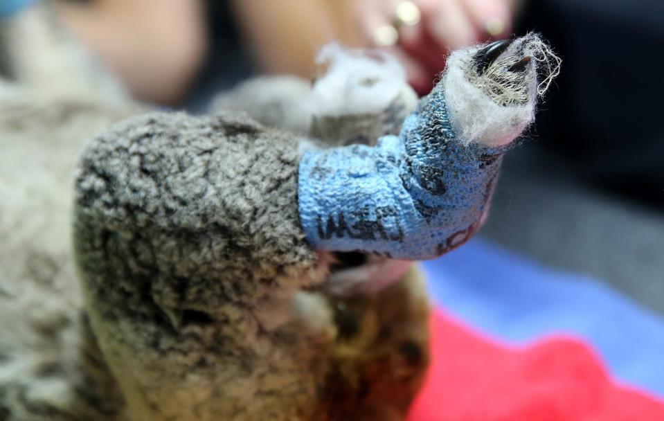 Koala hospital Australia bushfires