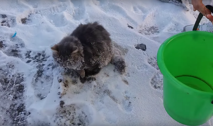 A cat whose paws got frozen to the ground had a lucky escape after it was rescued by a couple