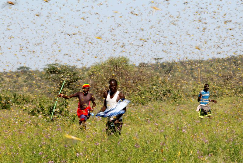 FILE PHOTO: Samburu men attempt to fend-off a swarm of desert locusts flying over a grazing land in Lemasulani village, Samburu County