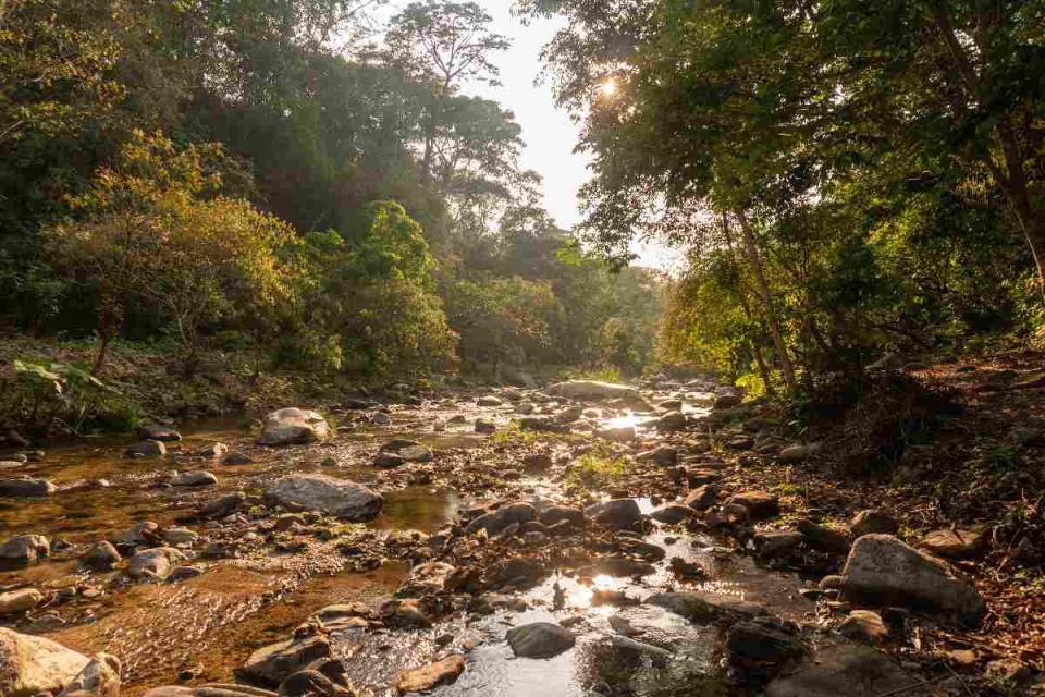 El río Las Flores en la Reserva de la Biosfera El Triunfo en Santa Rita Las Flores, Mapastepec,Chiapas, México el 17 de marzo de 2023. (Foto: Adriana Alcázar | Global Press Journal México)