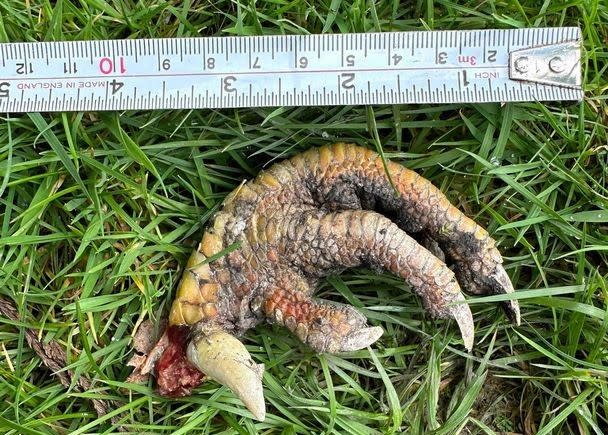 ▲英國一對夫妻在自家花園發現10公分動物斷爪。（圖／Twitter：AgrOsip7903）