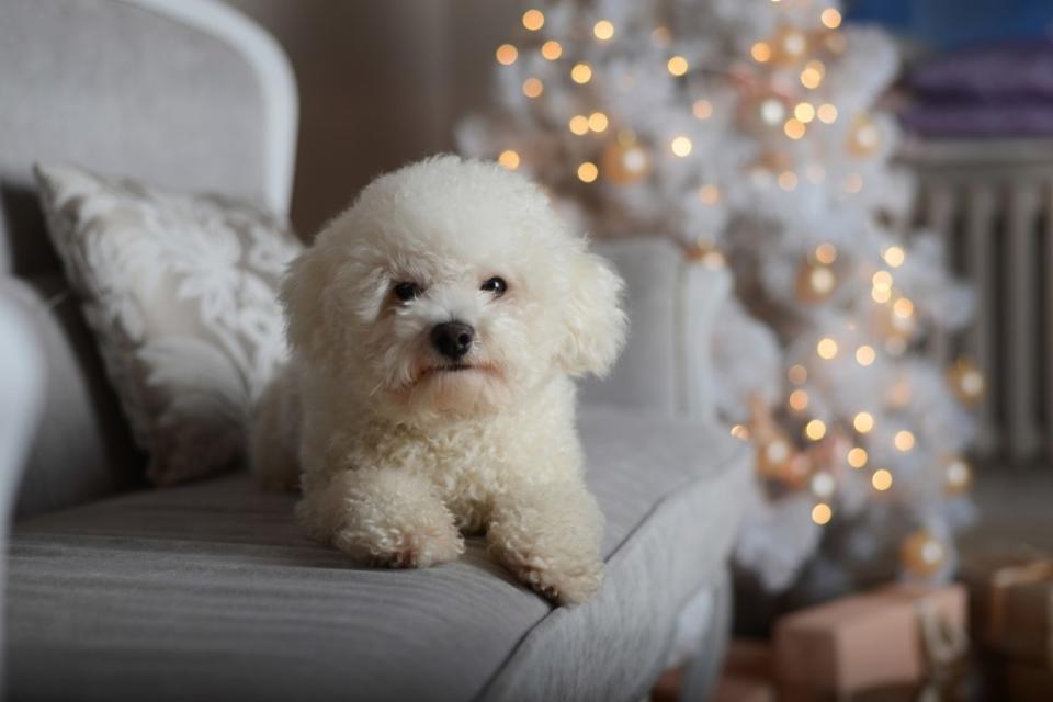 Bichon Frise on sofa.