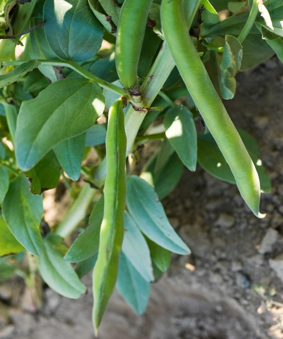 BROAD BEANS