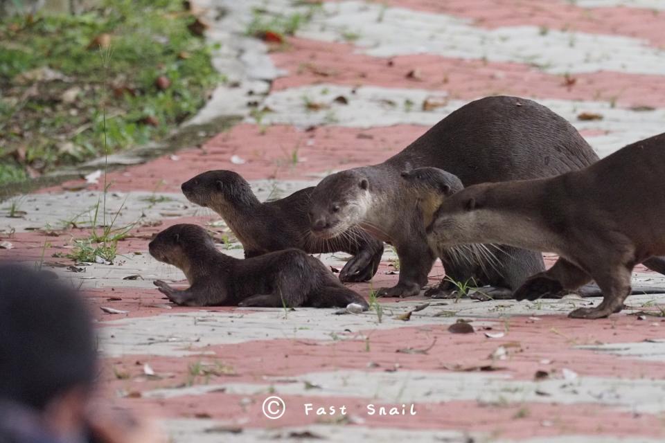 The Bishan otters of Singapore in this photo dated November 2021. (Photo: Chun Kit Soo)