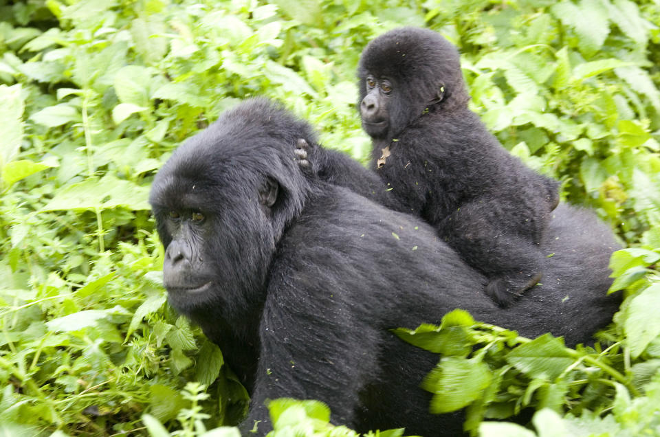 A baby mountain gorilla rides on its mother's back on the slopes of Mount Mikeno in the Virunga National Park, Eastern DRC December 12, 2008. REUTERS/Peter Andrews (DEMOCRATIC REPUBLIC OF CONGO)