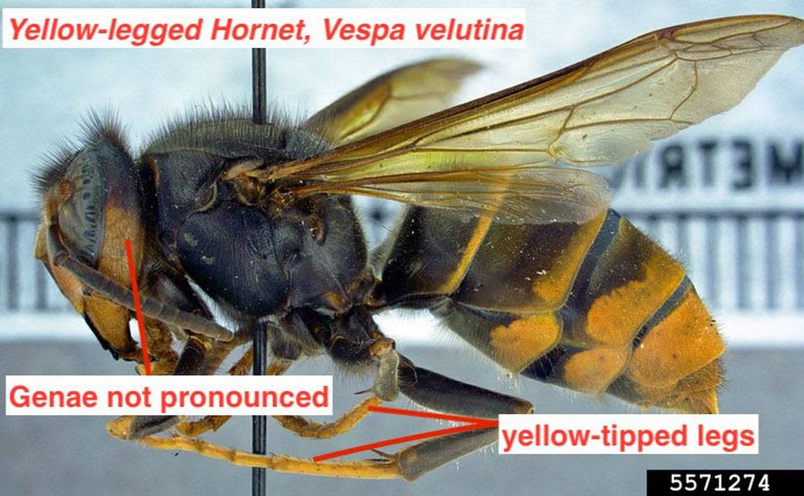 Yellow-legged hornet