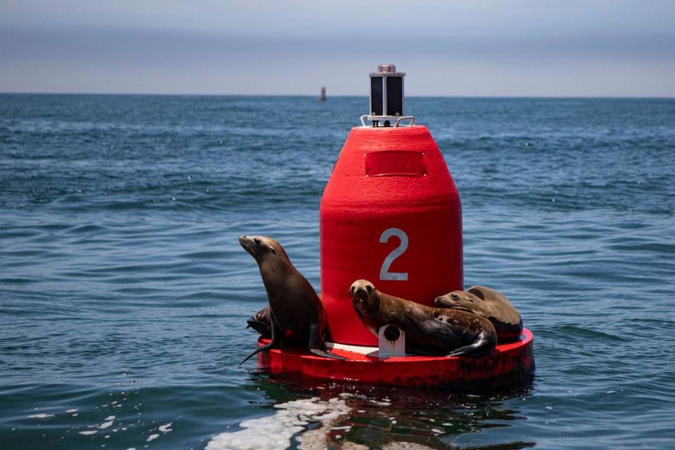 Sea lions rest on a buoy in Morro Bay. They are the largest marine mammals that live year-round in the bay, where they feed primarily on squid, fish and octopus.