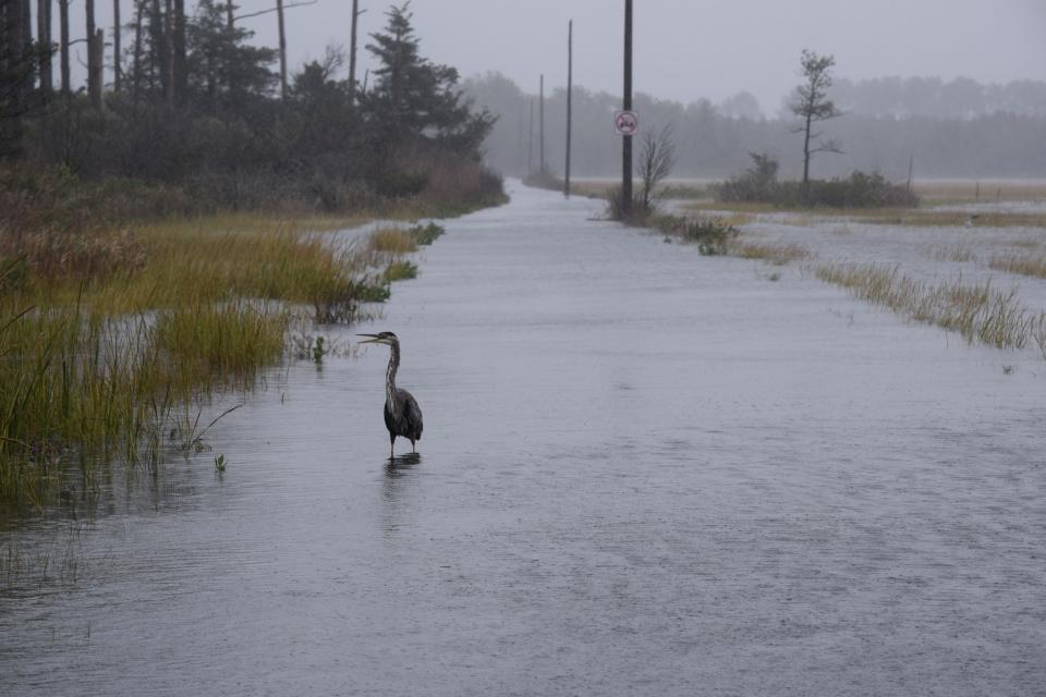 A heron stands on the flooded road at the entrance to the Marian R. Okie Memorial Wildlife Preserve, off Long Neck Road, the afternoon of Sunday, Oct. 2, 2022. The preserve is often one of the first places in the area to flood during heavy rainfall.