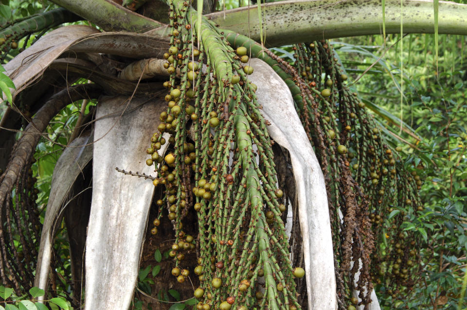 The moriche palm growing in the Amazon river basin in Brazil. Buriti oil from the fruit of the palm sells for as much as $200 per kilogram in Europe. (Photo: Guenter Fischer via Getty Images)