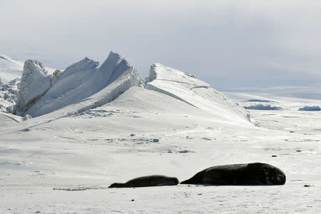 Seals lie on a frozen section of the Ross Sea at the Scott Base in Antarctica on November 12, 2016. REUTERS/Mark Ralston