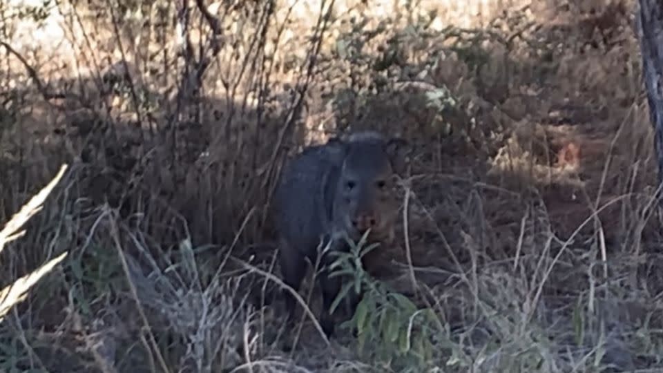 A javelina at Seven Canyons golf course. - Emily Casey/emcaseyturf