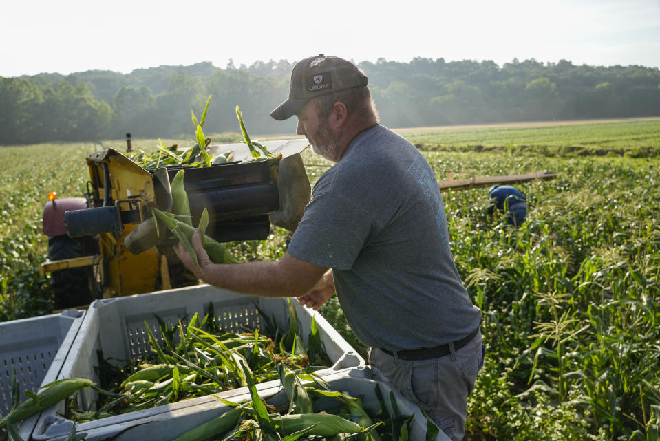 Cameron Way grabs sweet corn off a conveyer belt while working, Friday, July 7, 2023, at his farm in Waverly, Ohio. As Earth this week set and then repeatedly broke unofficial records for average global heat, it served as a reminder of a danger that climate change is making steadily worse for farmworkers and others who labor outside. (AP Photo/Joshua A. Bickel)