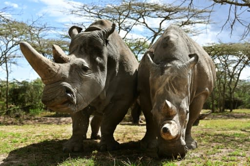 Najin and daughter Fatu are the only surviving northern white rhinos and live under 24-hour armed guard