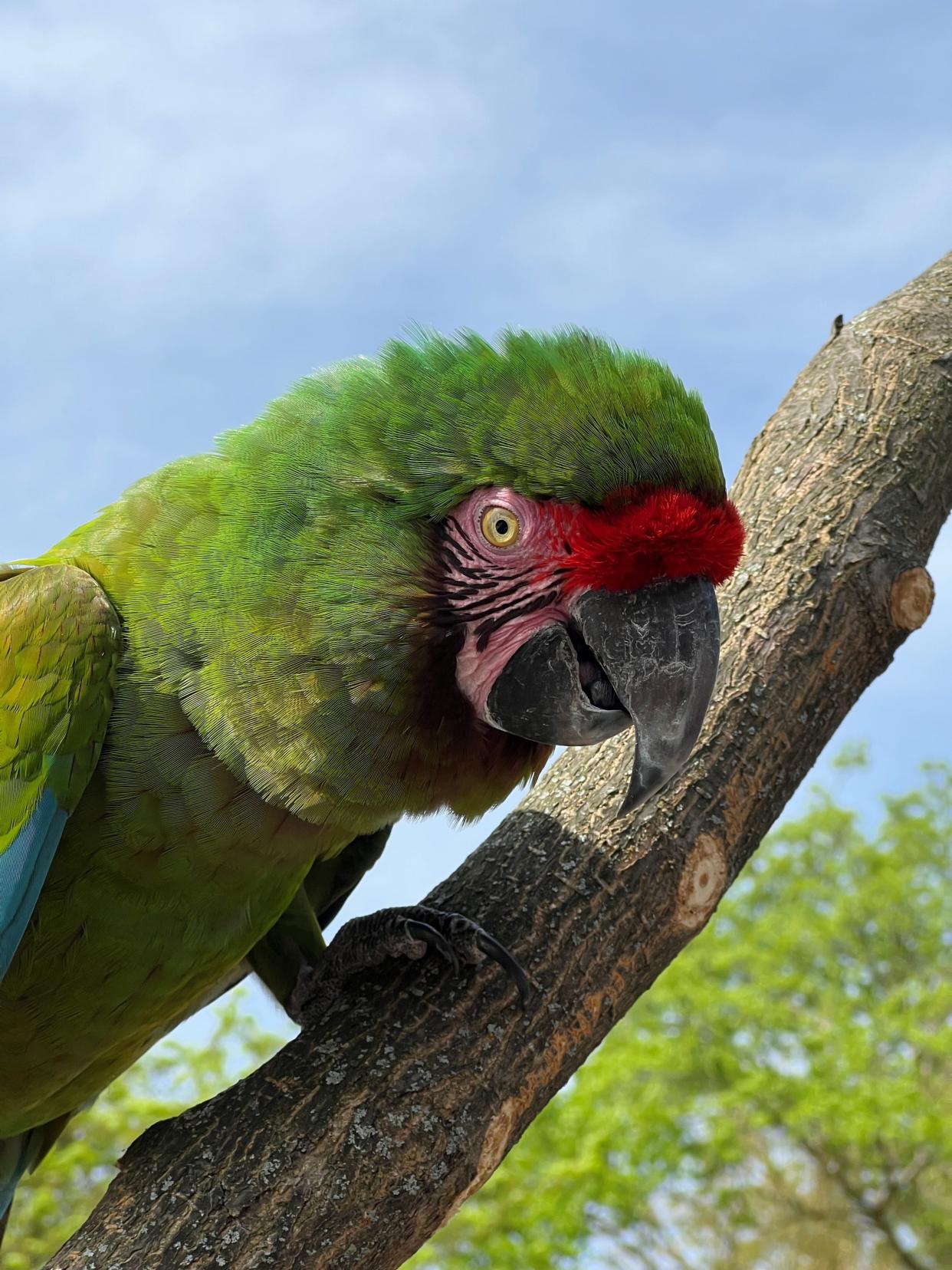 Hiro, one of three macaws that made took a tour beyond the Roger Williams Park and Zoo Wednesday, pulled an "all-nighter" and was recovered Thursday morning.