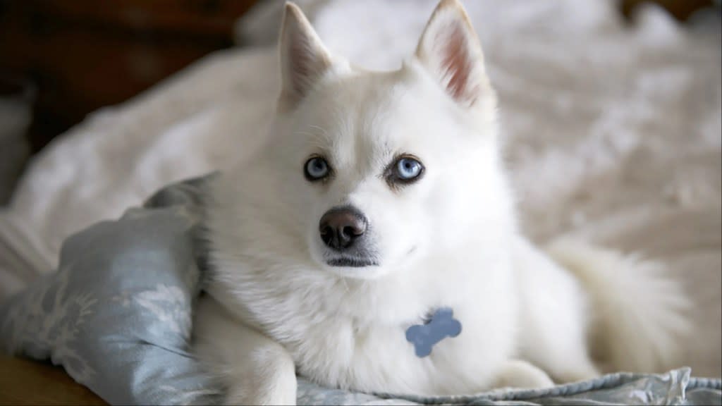 Pomsky puppies look like fluffy miniature wolves. This is a dog that looks quite similar to a Husky, but is much smaller in size.