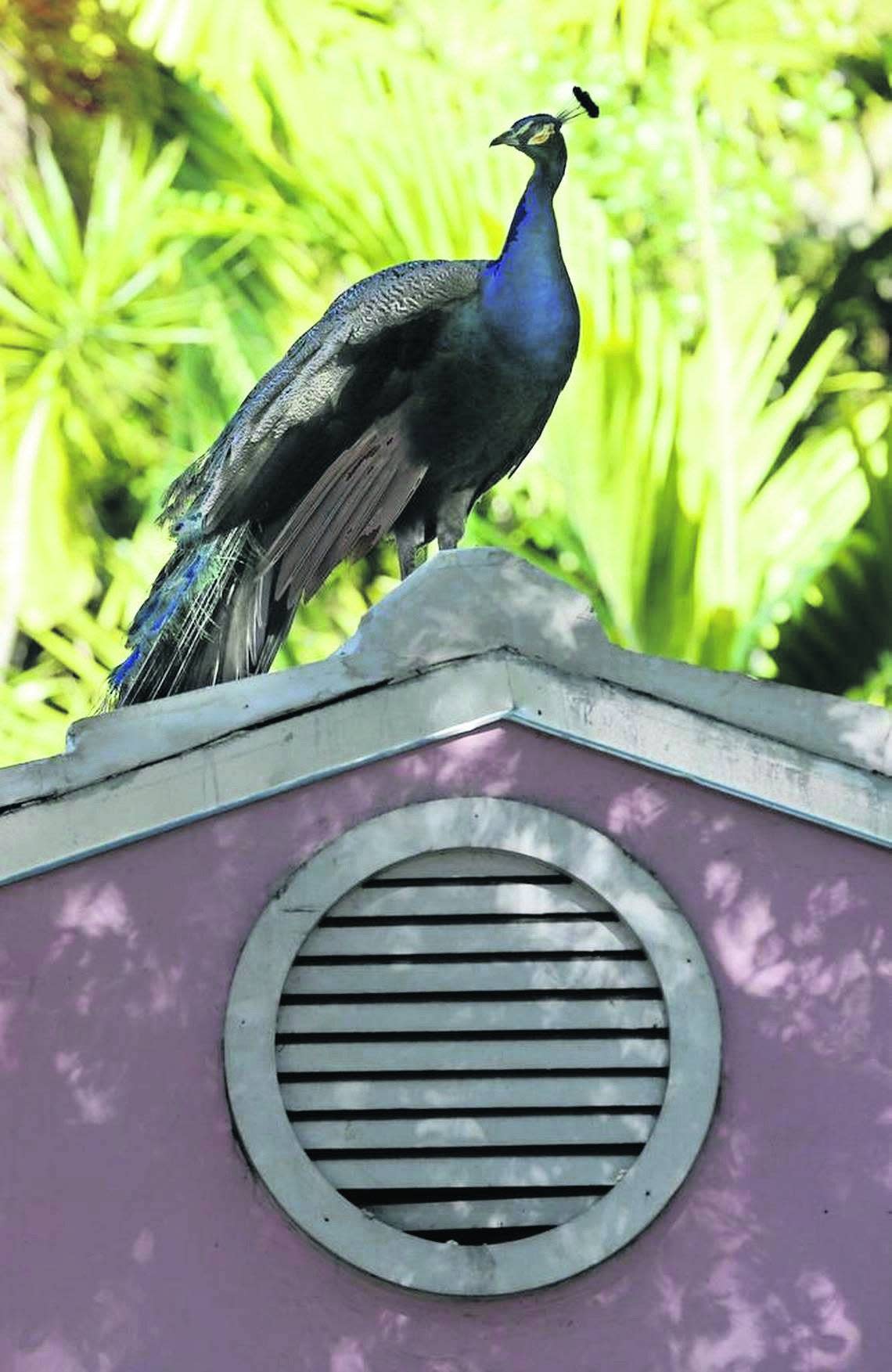 Pinecrest has a plan to deal with the proliferation of peafowl. The birds are pretty but a nuisance, residents say. This is a file photo of peacocks in Coconut Grove from 2020. Al Diaz/adiaz@miamiherald.com