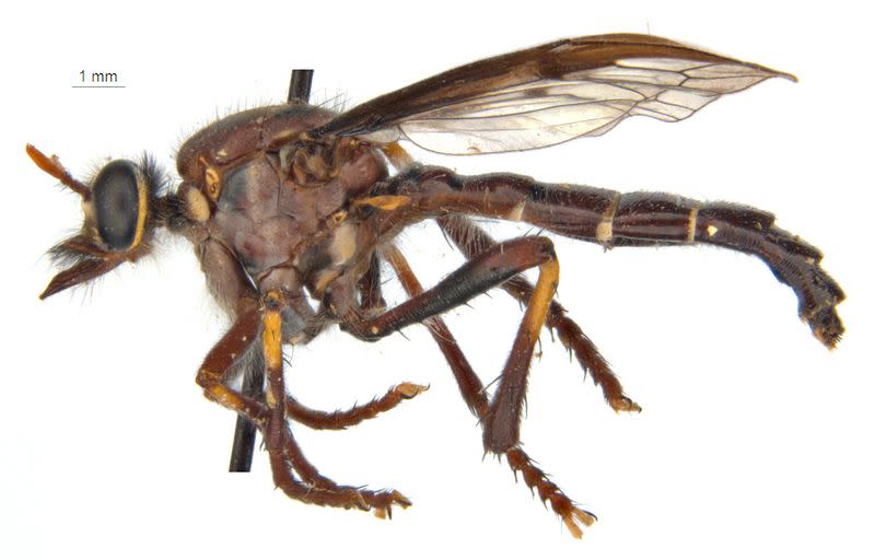 The newly named Thor's fly is (Daptolestes bronteflavus) is seen in this handout image supplied by the CSIRO