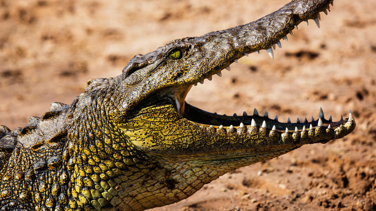  Large crocodile grins with open jaws. 