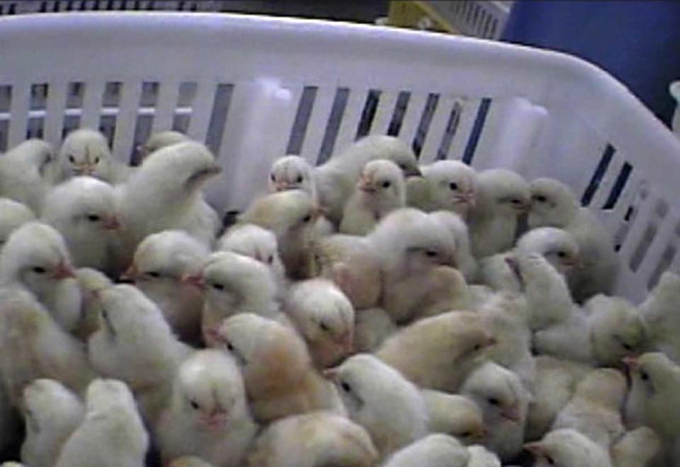 FILE - In this file image provided by Mercy for Animals, Sept. 1, 2009, a frame grab from a video made by an undercover member of the group shows chicks corralled at Hy-Line North America's hatchery in Spencer, Iowa. The Iowa Legislature has become the first to approve a bill making it a crime to surreptitiously get into a farming operation with the intention of documenting animal abuse. Similar laws are being considered in at least seven other states and animal welfare groups are responding with outrage that Iowa has moved ahead with its proposal. (AP Photo/Mercy for Animals, File)