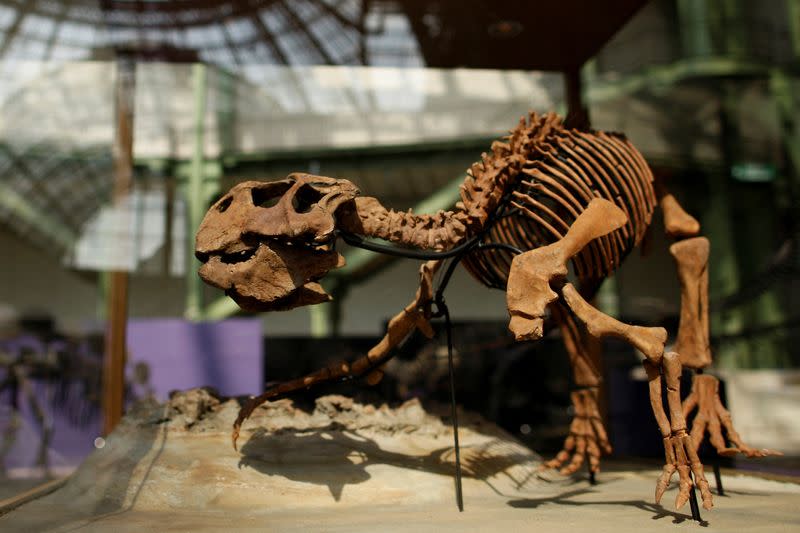 FILE PHOTO: The skeleton of a Psittacosaurus dinosaur is displayed during the Collector Exhibition at the Grand Palais Museum in Paris