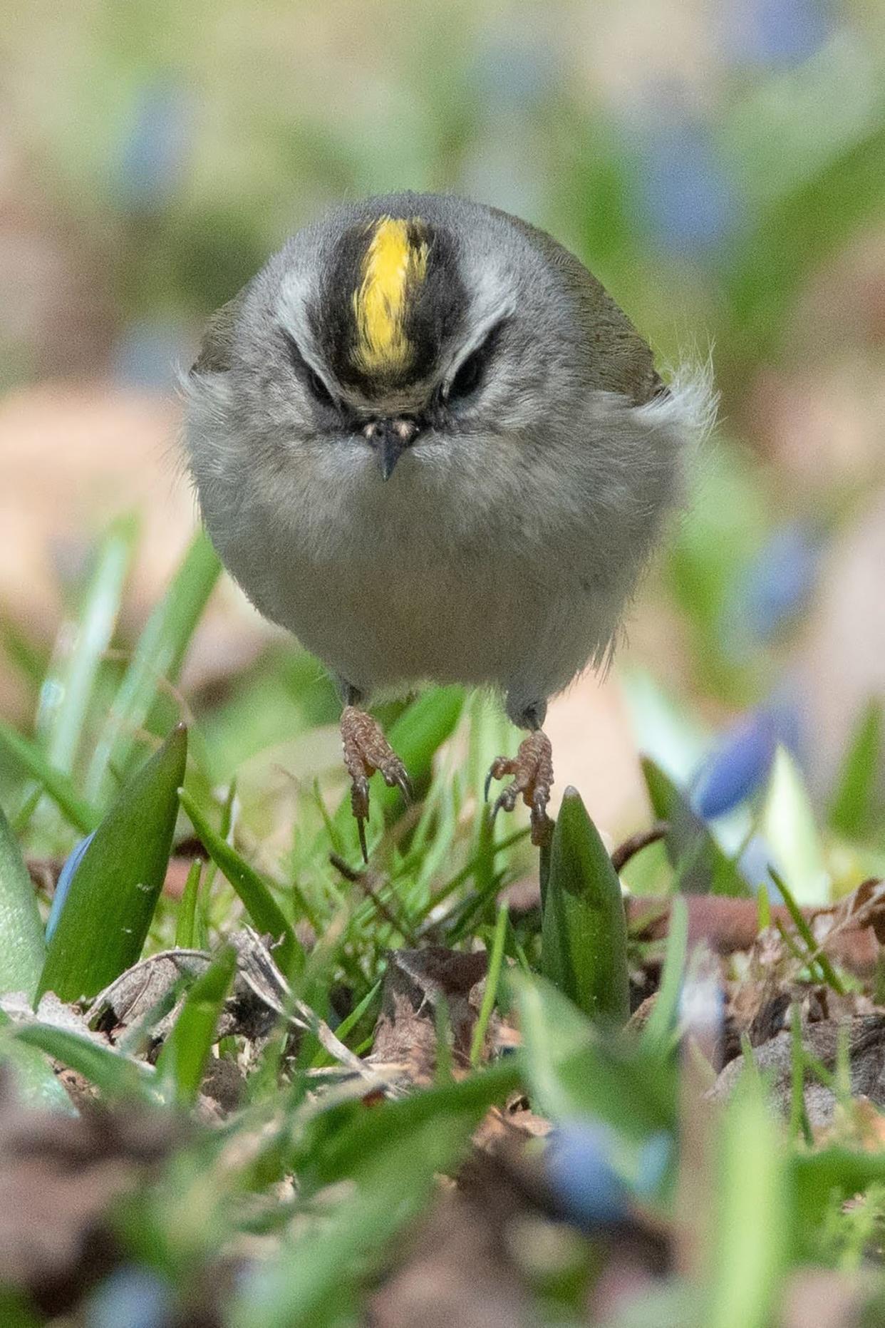 The golden-crowned kinglet is a finalist in Wisconsin's Fat Bird Week competition.