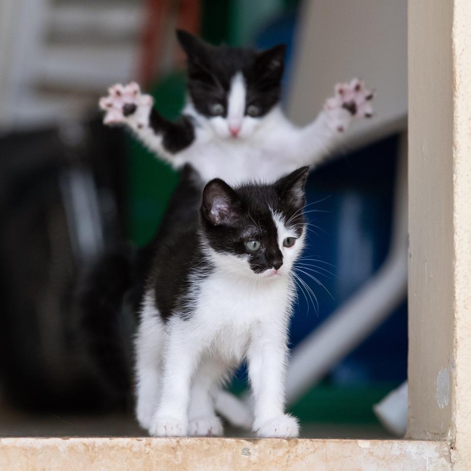 A kitten pounces behind another kitten.