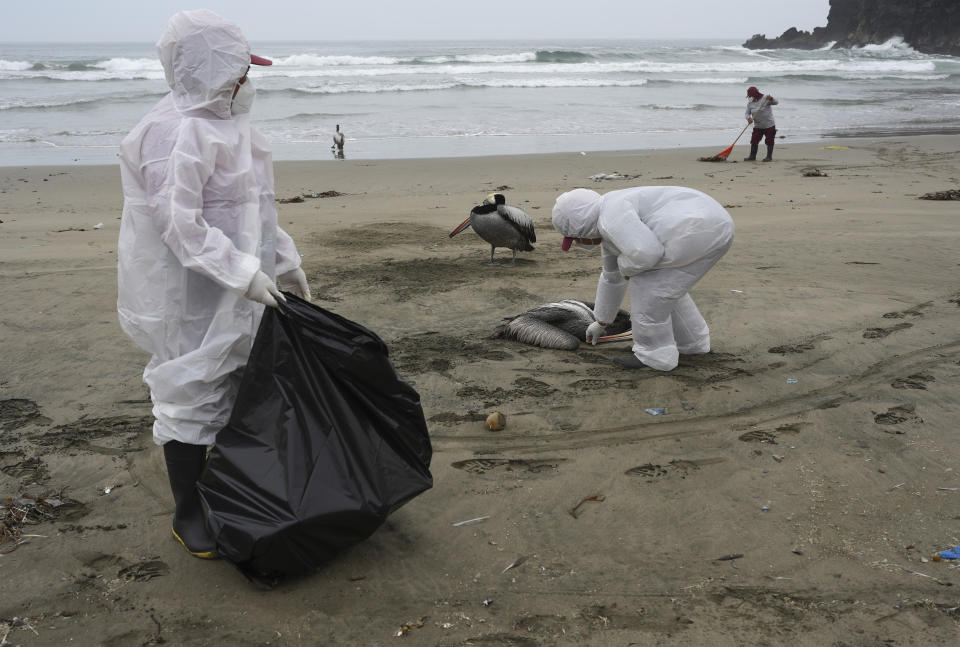 FILE - Municipal workers collect dead pelicans on Santa Maria beach in Lima, Peru, Nov. 30, 2022, as thousands of birds died in November along the Pacific of Peru from bird flu, according to The National Forest and Wildlife Service (Serfor). A man in Chile is infected with a bird flu that has concerning mutations, according to a new lab analysis. But U.S. health officials said Friday, April 14, 2023, that the threat to people remains low. (AP Photo/Guadalupe Pardo, File)