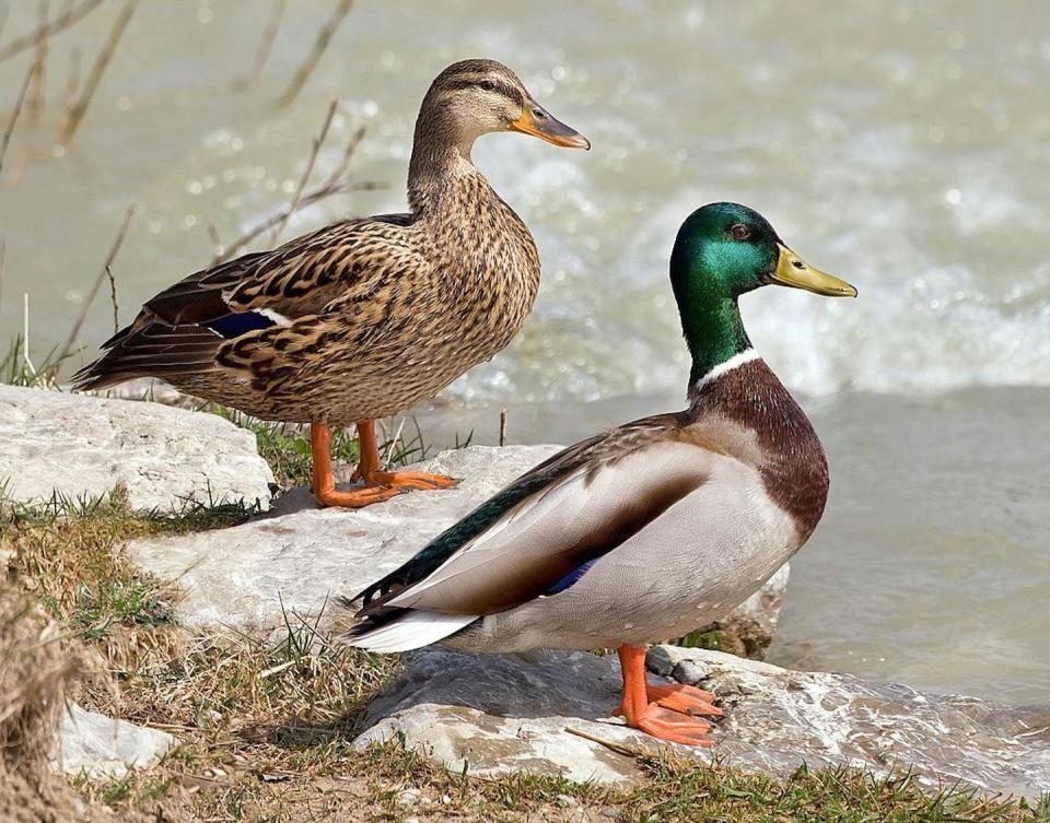 Macho y hembra de ánade azulón. <a href="https://commons.wikimedia.org/wiki/File:Anas_platyrhynchos_male_female_quadrat.jpg" rel="nofollow noopener" target="_blank" data-ylk="slk:Richard Bartz/Wikimedia Commons;elm:context_link;itc:0;sec:content-canvas" class="link ">Richard Bartz/Wikimedia Commons</a>, <a href="http://creativecommons.org/licenses/by-sa/4.0/" rel="nofollow noopener" target="_blank" data-ylk="slk:CC BY-SA;elm:context_link;itc:0;sec:content-canvas" class="link ">CC BY-SA</a>