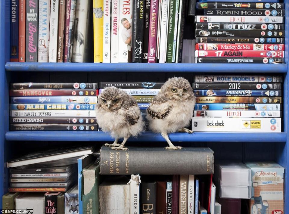 Baby owls